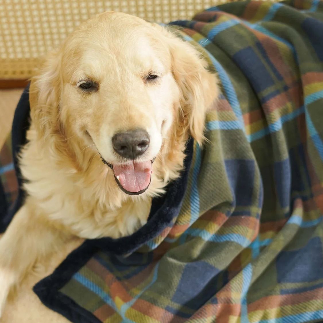 plaid dog blanket