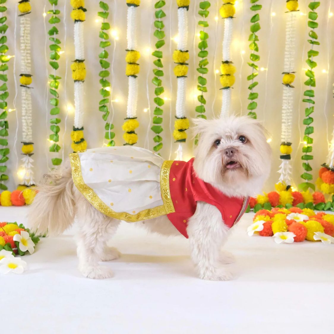 dog dress