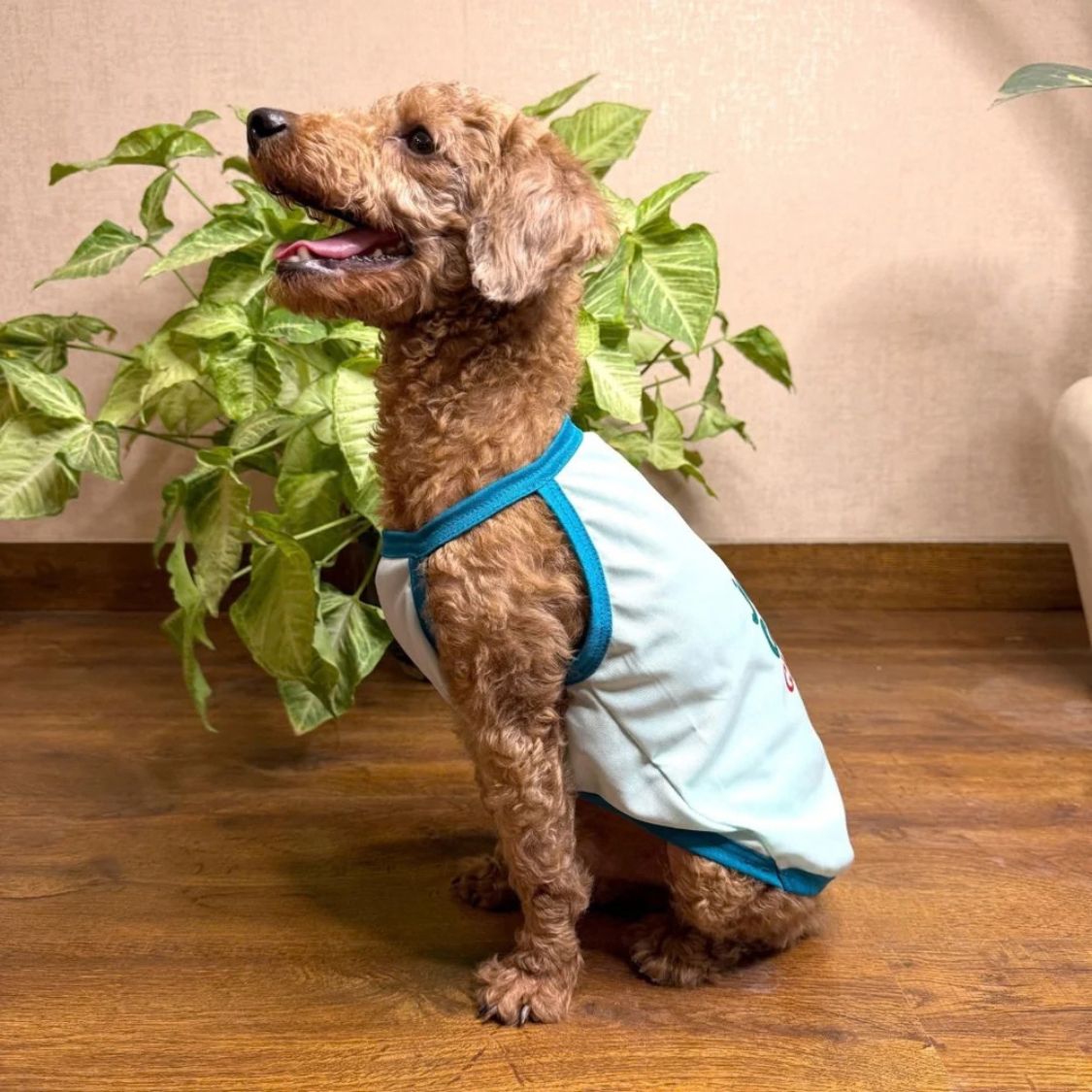 Dog Vest Stay Cool | Breathable Puppy Clothing for Summer Walks