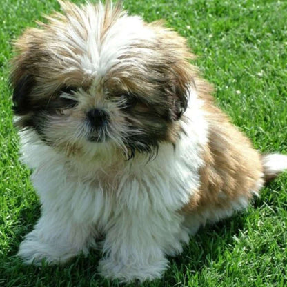 Shih Tzu Puppy