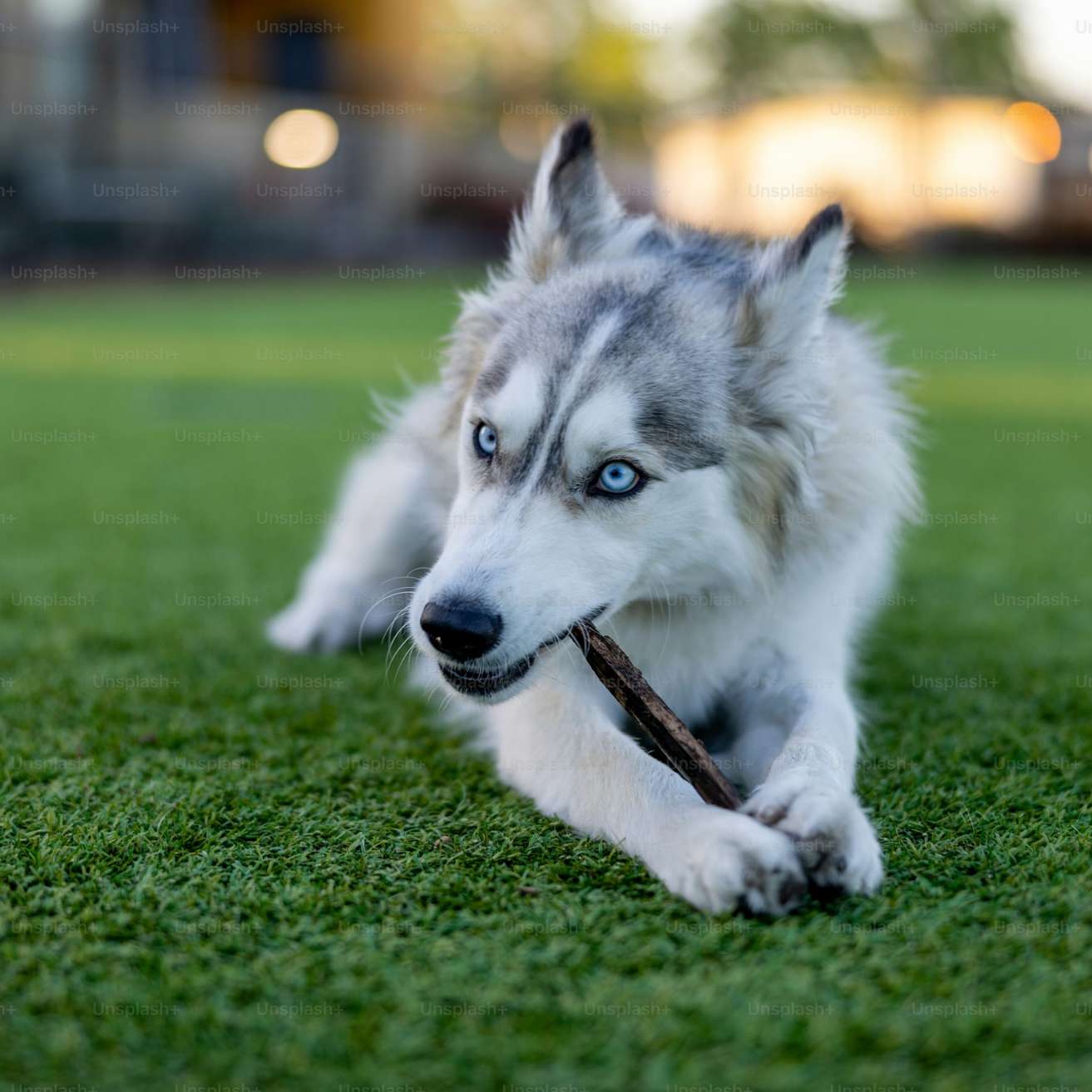 Husky puppy