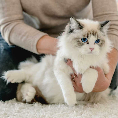 Ragdoll Cats: Cuddly Companions for Every Home