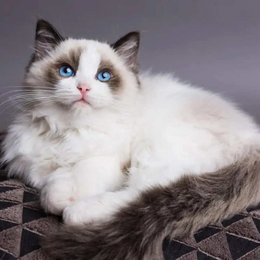 Ragdoll Cats: Cuddly Companions for Every Home