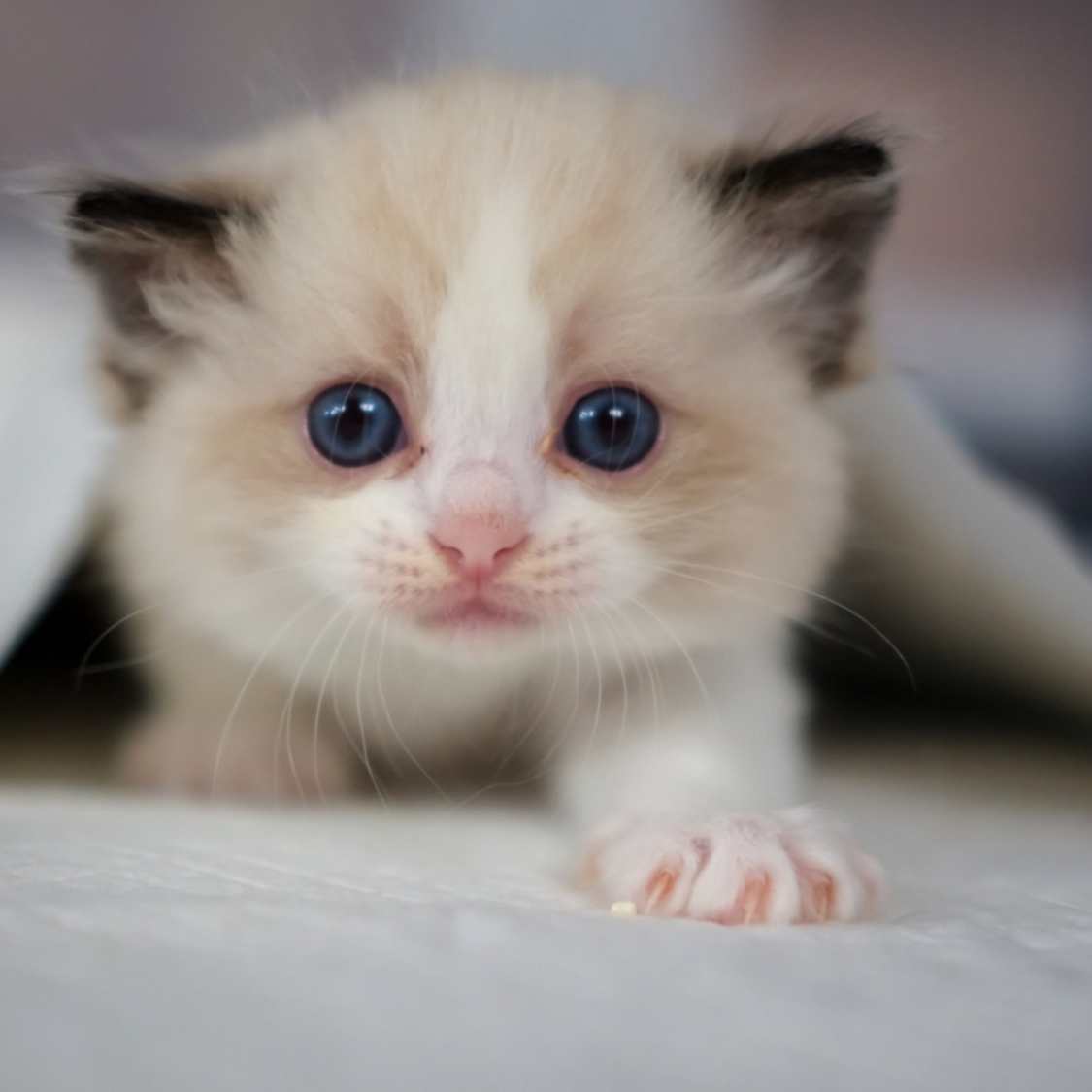 Ragdoll Cats: Cuddly Companions for Every Home