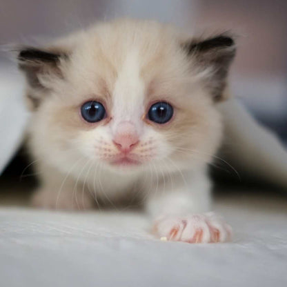 Ragdoll Cats: Cuddly Companions for Every Home