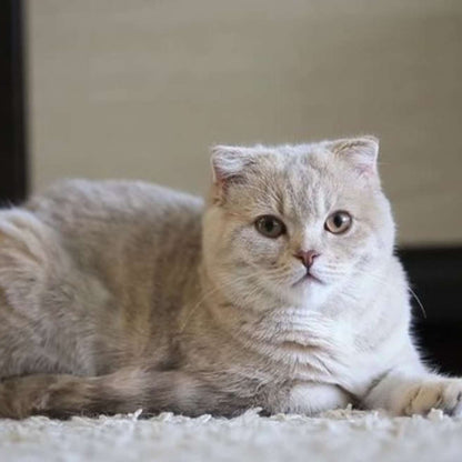 Scottish Fold kitten