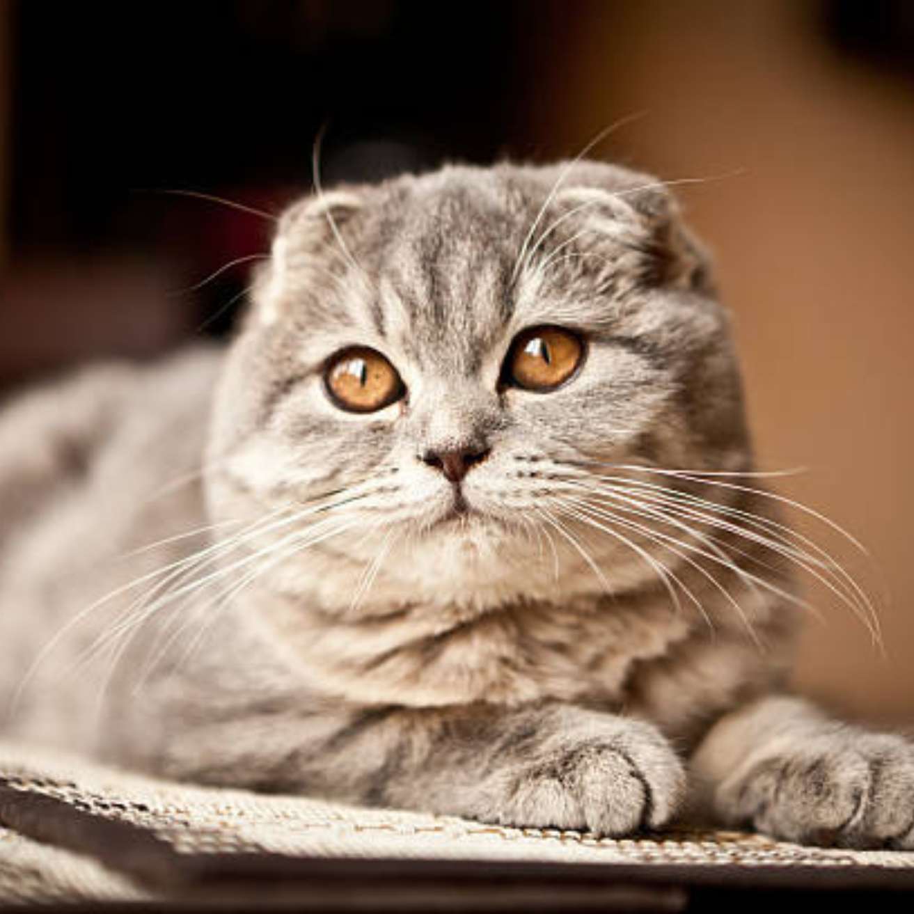 Scottish Fold kitten