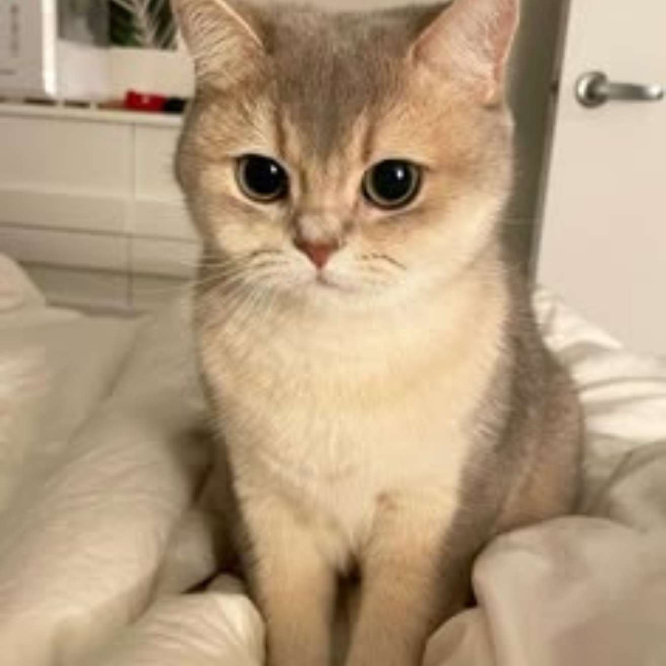 Scottish Fold kitten
