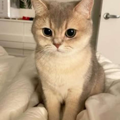Scottish Fold kitten