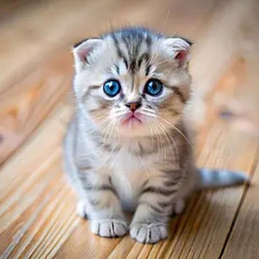 Scottish Fold kitten