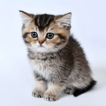 Scottish Fold kitten