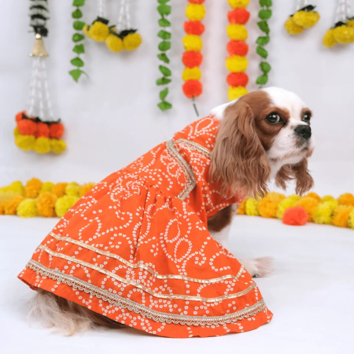 small pet festive dress