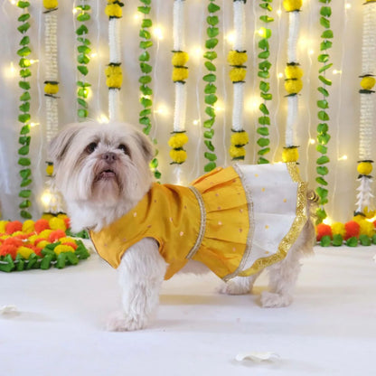 soft dog festive outfit