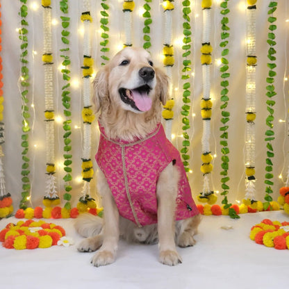 dog traditional wear