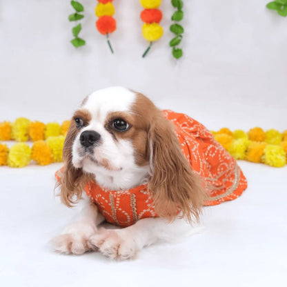 dog festive wear