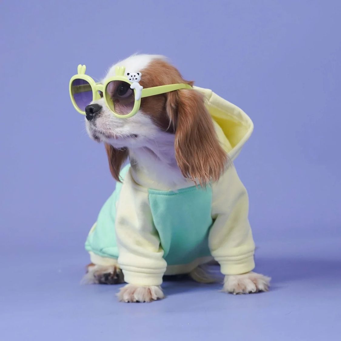 Dog Sweatshirt | Dog Stylish Wear for Winter and Cold Weather