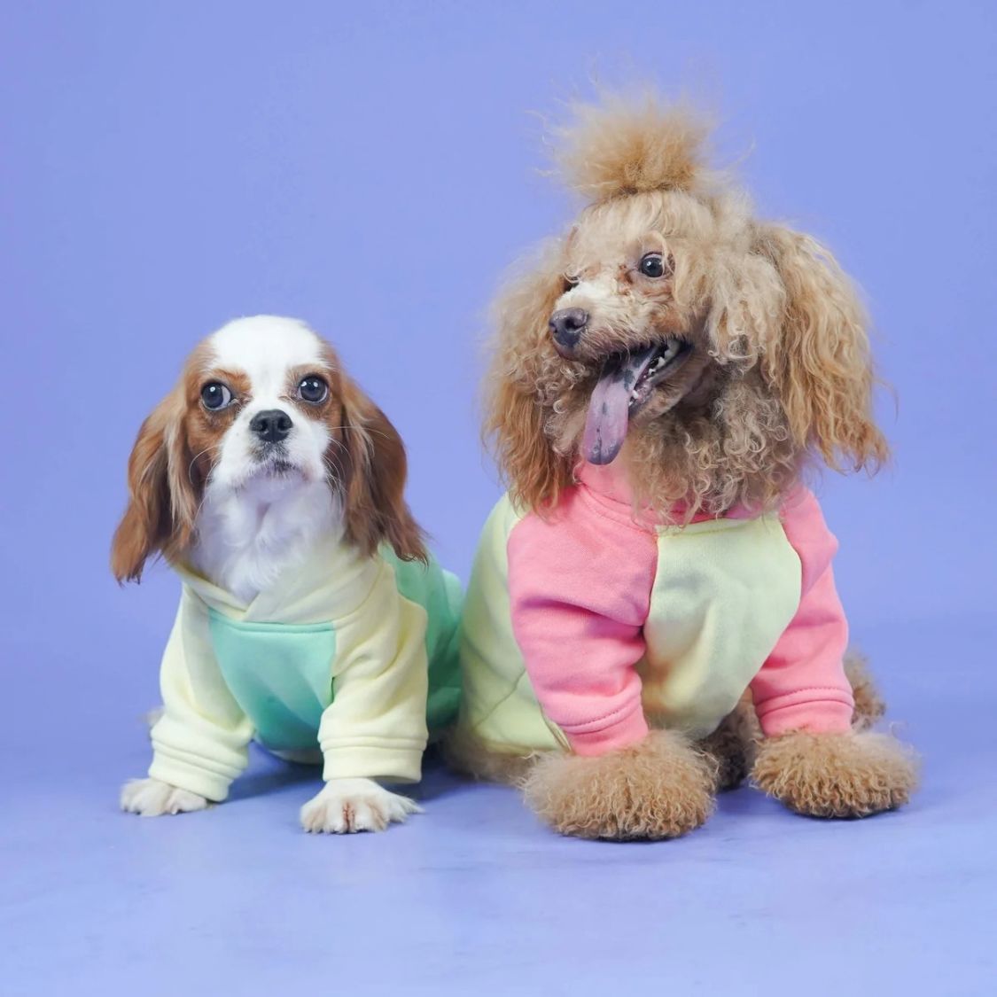 Dog Sweatshirt | Dog Stylish Wear for Winter and Cold Weather
