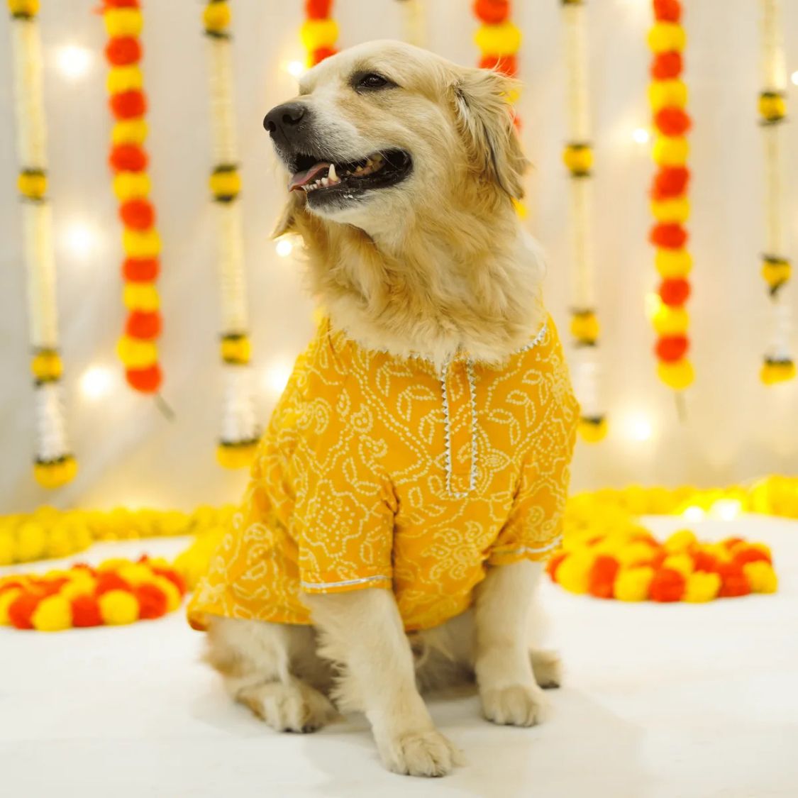 pet costumes