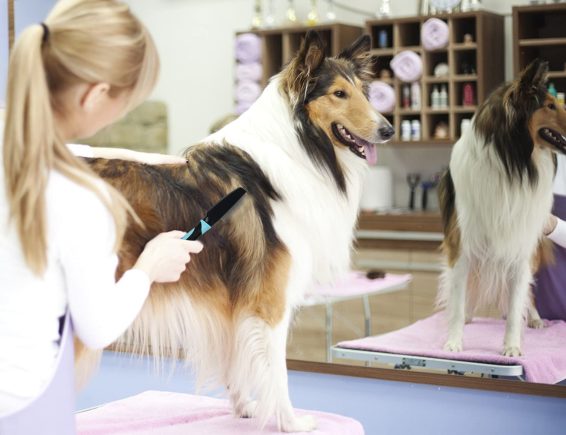 HankPets Flea Comb For Dog