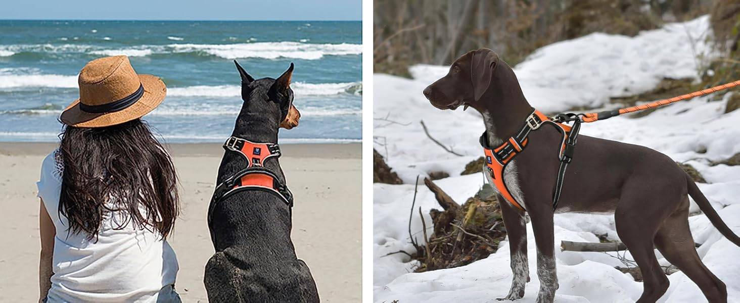 Hank Dog Harness Orange