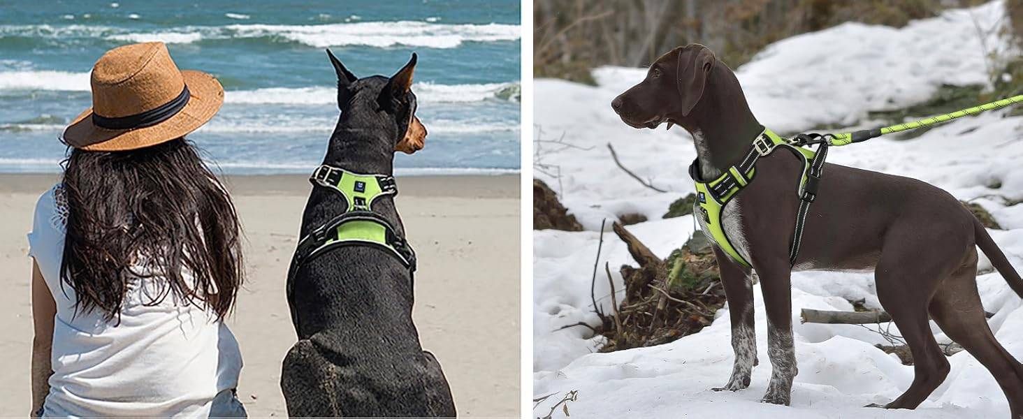 Hank Dog Harness Green