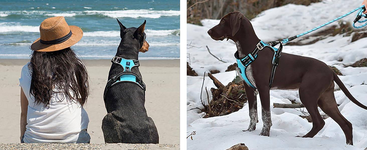 Hank Dog Harness Blue