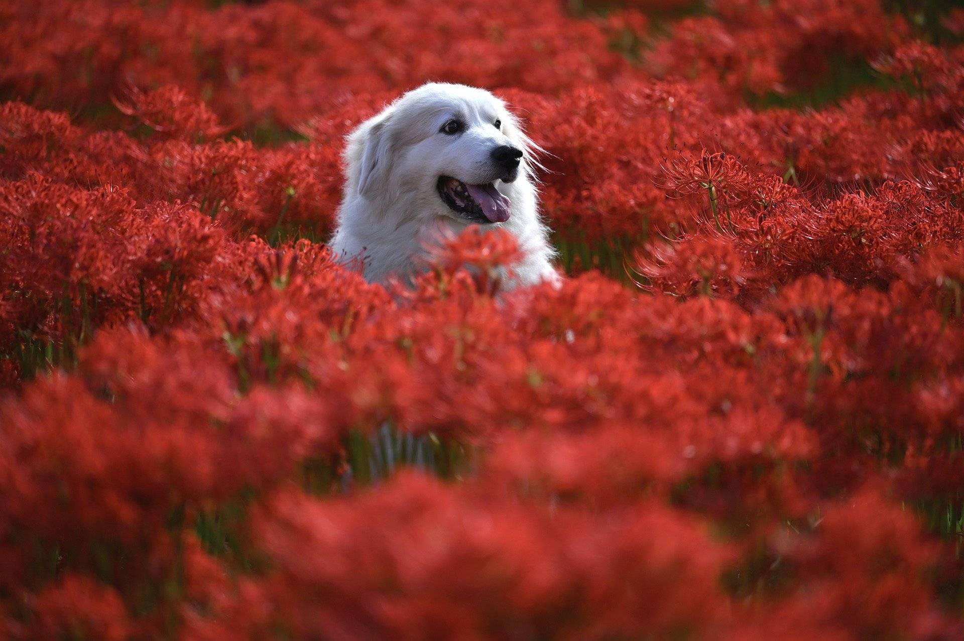 Hank Dog In Flower