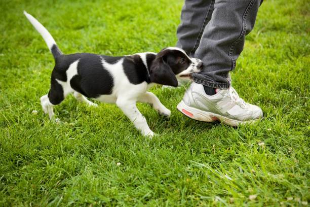 A young beagle mix puppy biting a woman's pant leg.