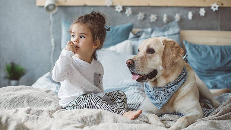 dog-behaviour-Hankpets