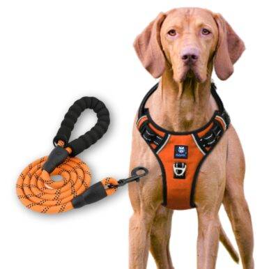 Dog Harness & Leash Orange