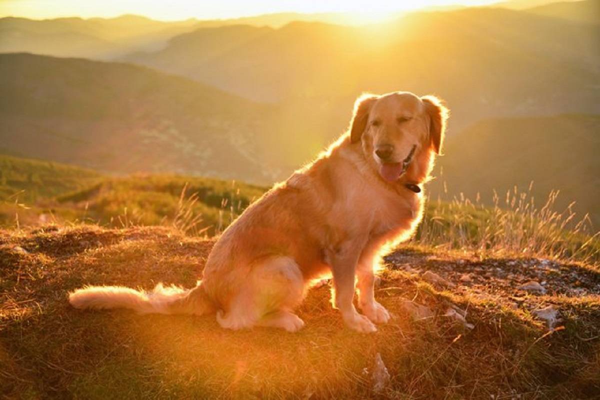 Golden Retriever The Best Dog For Family!