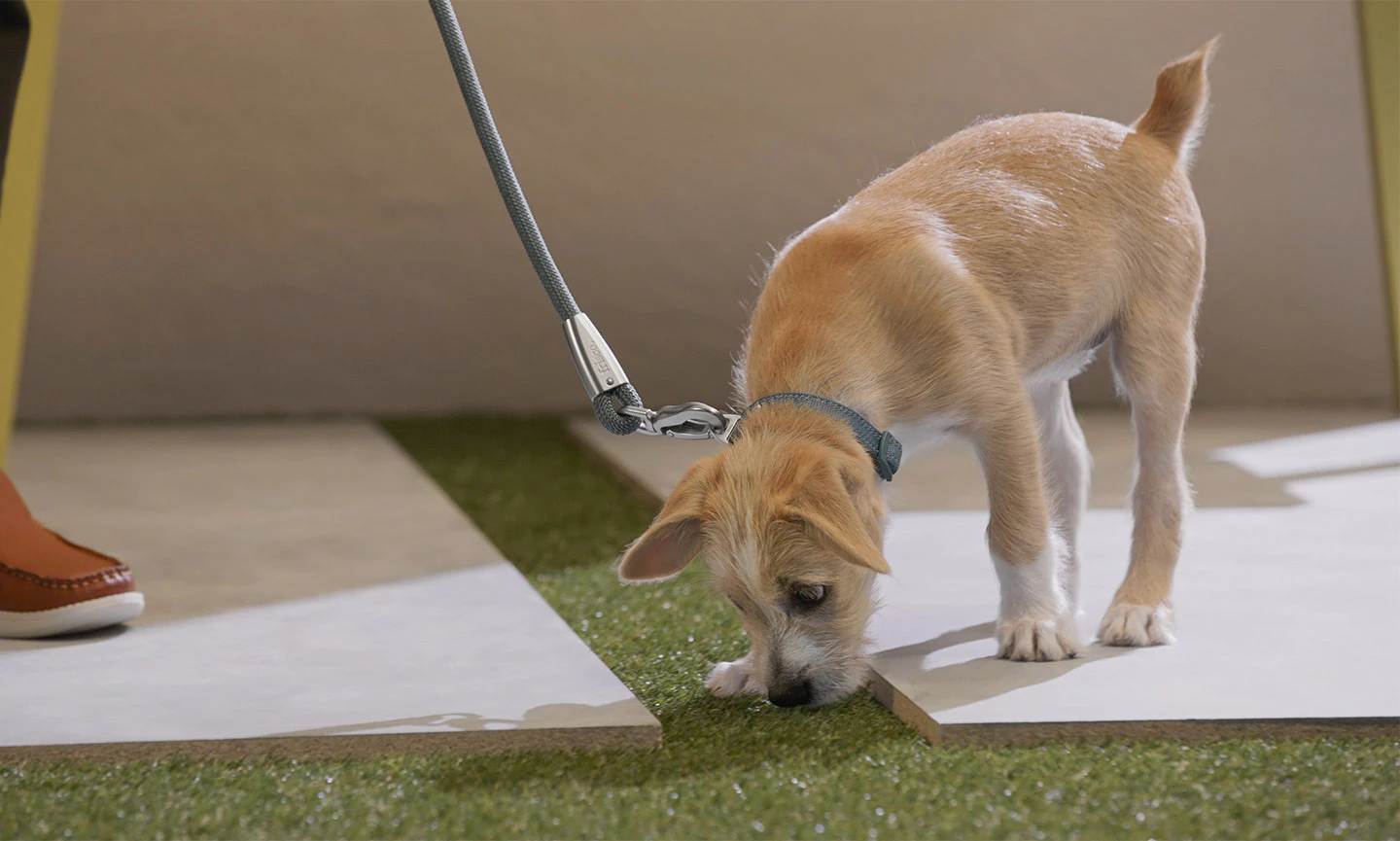 how-to-potty-train-a-puppy-hero
