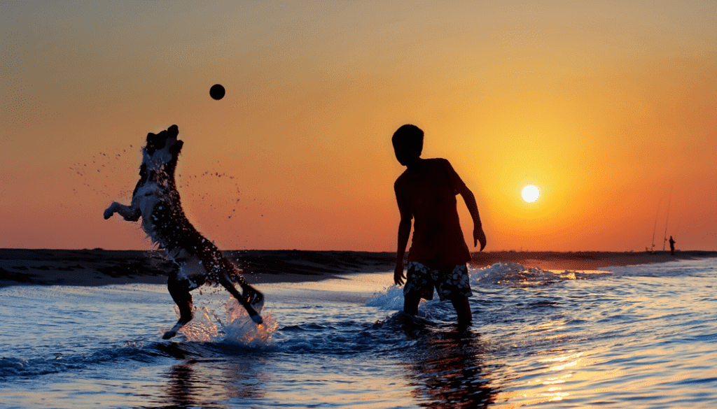 dog-playing-catch-beach-sunset-1024x585
