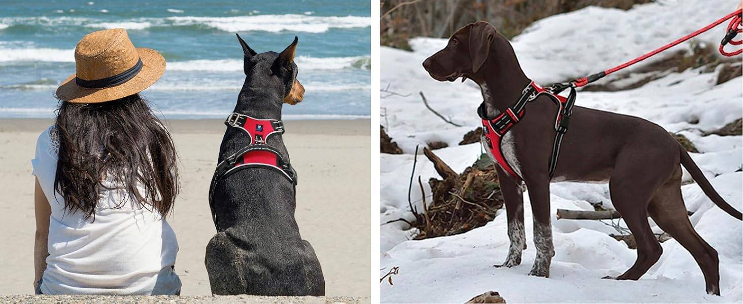 Hank Dog Harness Red