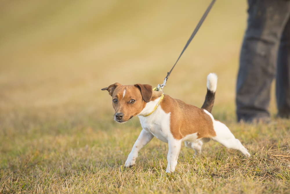 jack russell terrier pulling on leash Benefits, You Should Know About No-Pull Dog Harness!
