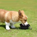 Dog HANK Bowl