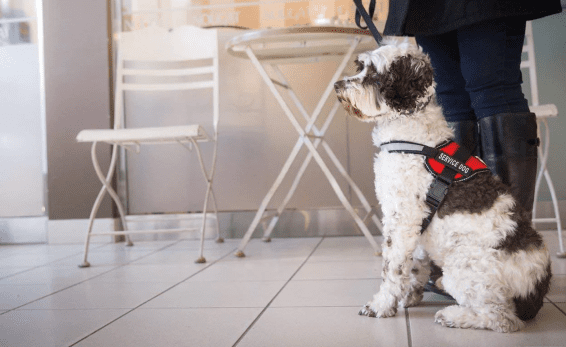 red Dog Harness
