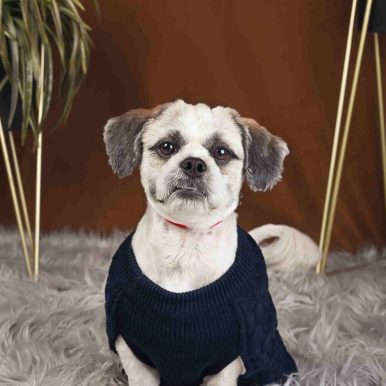 Dog Sweater HANK