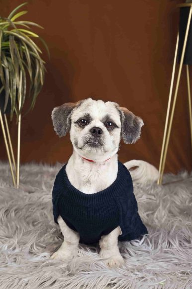 Dog Sweater HANK