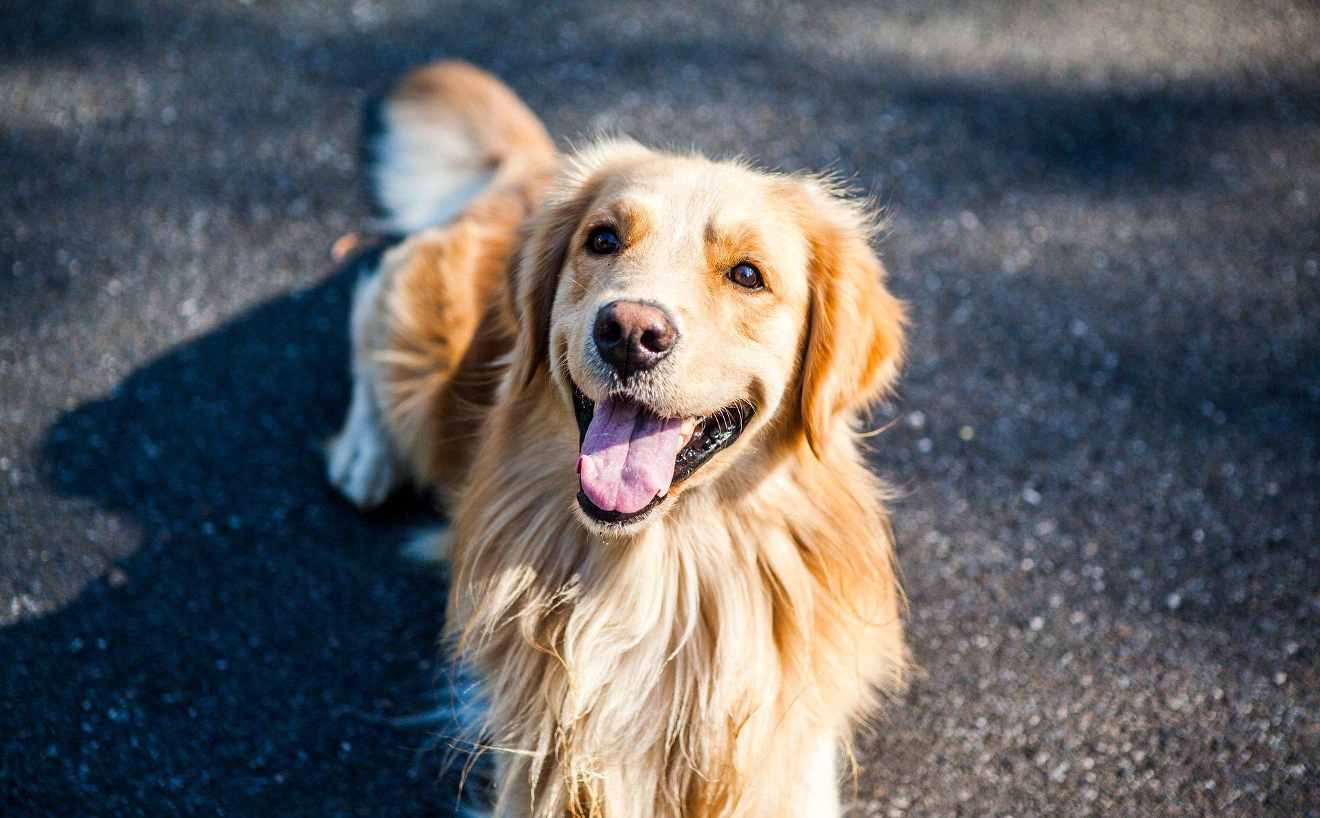 golden-retriever