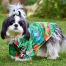 Pet Shirt