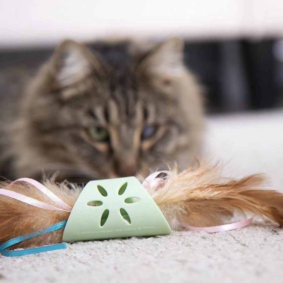 Chase Cat Toy