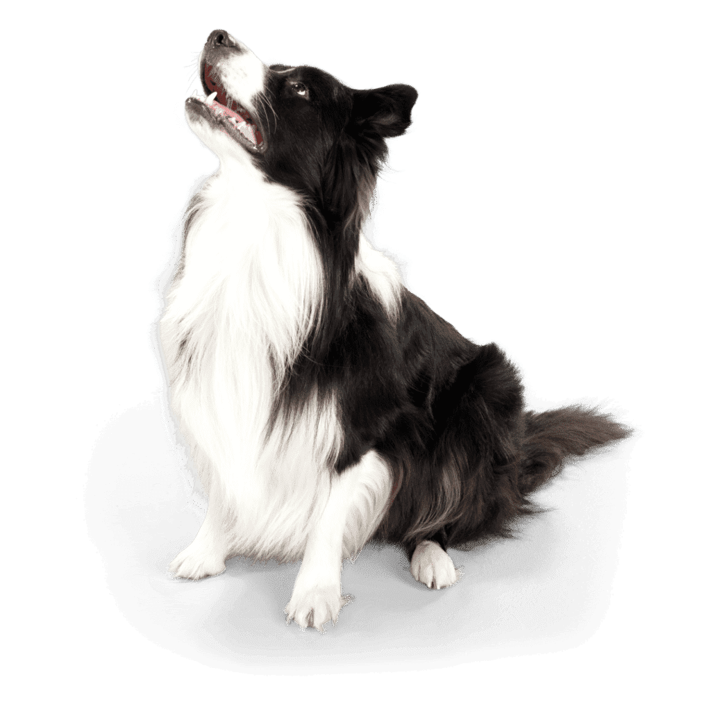 top-10-most-popular-indian-dog-breeds