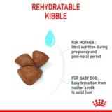Royal Canin Mini Starter for Small Breed