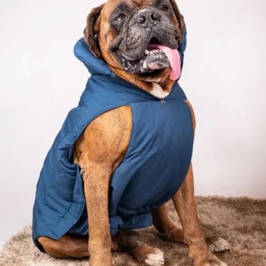 Dog Blue jacket