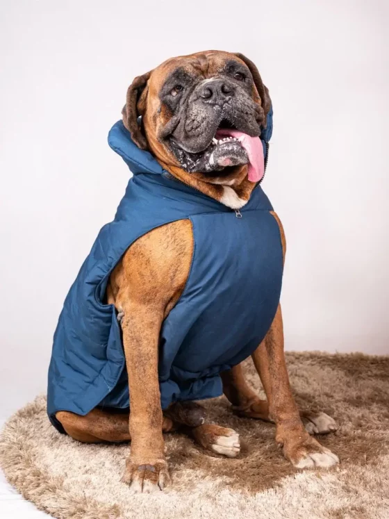 Dog Blue jacket
