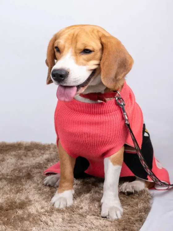 Pink Bone Sweater Dog