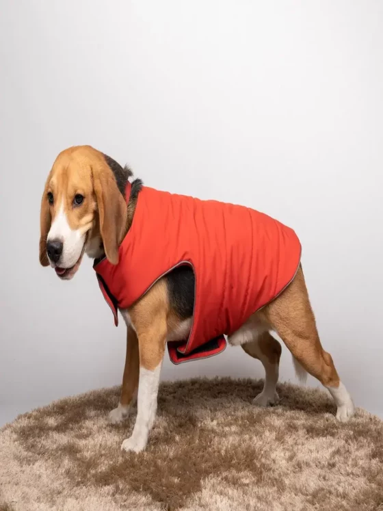 Rust Jacket For Dogs