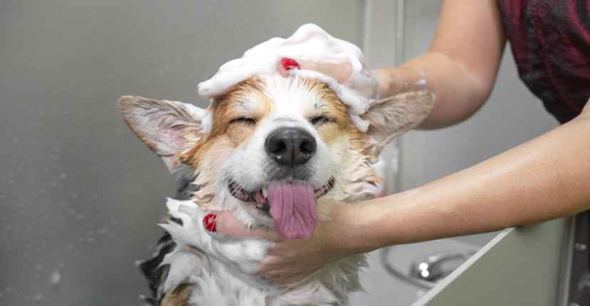Dog Shampoo