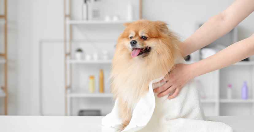 Dog Wipes & Towels